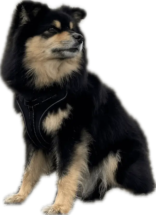 Alfons, kontorhund i Tullify